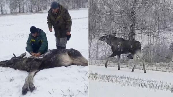 Коллаж, на котором видно, как ветеринарный врач усыпил лося, чтобы перевезти его в безопасное место в Барнауле