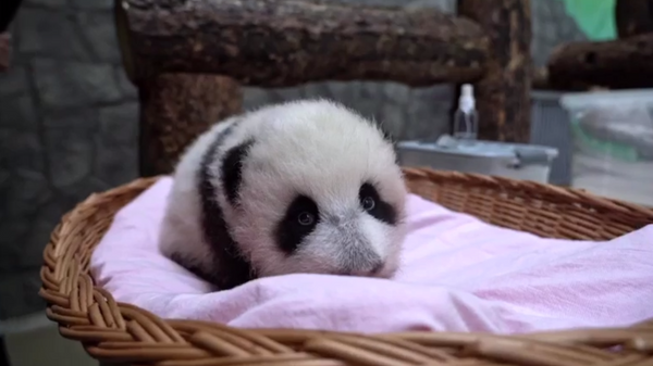 Маленькая панда из Московского зоопарка. Архивное фото 
