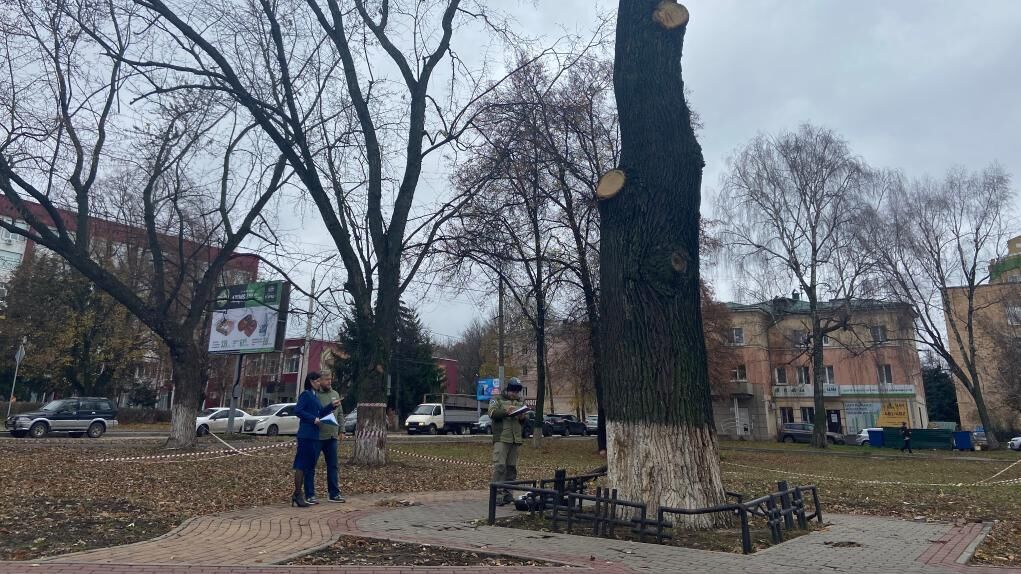 Сотрудники Орловской прокуратуры возле поврежденного 162-летнего дуба, посаженного в честь отмены крепостного права в Орле - РИА Новости, 1920, 07.11.2023