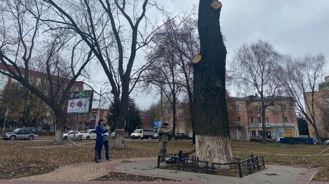 Сотрудники Орловской прокуратуры возле поврежденного 162-летнего дуба, посаженного в честь отмены крепостного права в Орле