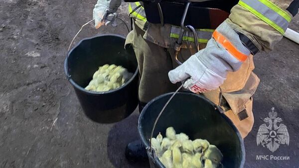 Калининградский спасатель выносит цыплят из пожара