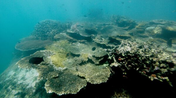 Кораллы в заливе Южно-Китайского моря