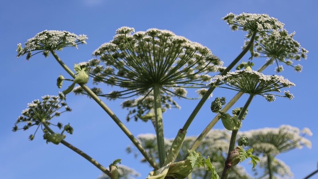 © РИА Новости / Павел ЛьвовПерейти в медиабанк<br>Уничтожение борщевика. Архивное фото
