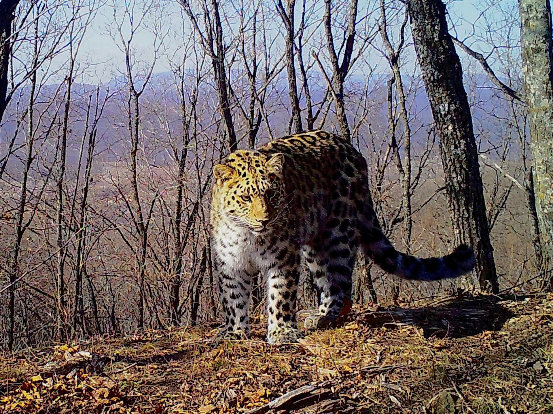 Дальневосточный леопард Мейерхольд из национального парка Земля леопарда - РИА Новости, 1920, 09.11.2023
