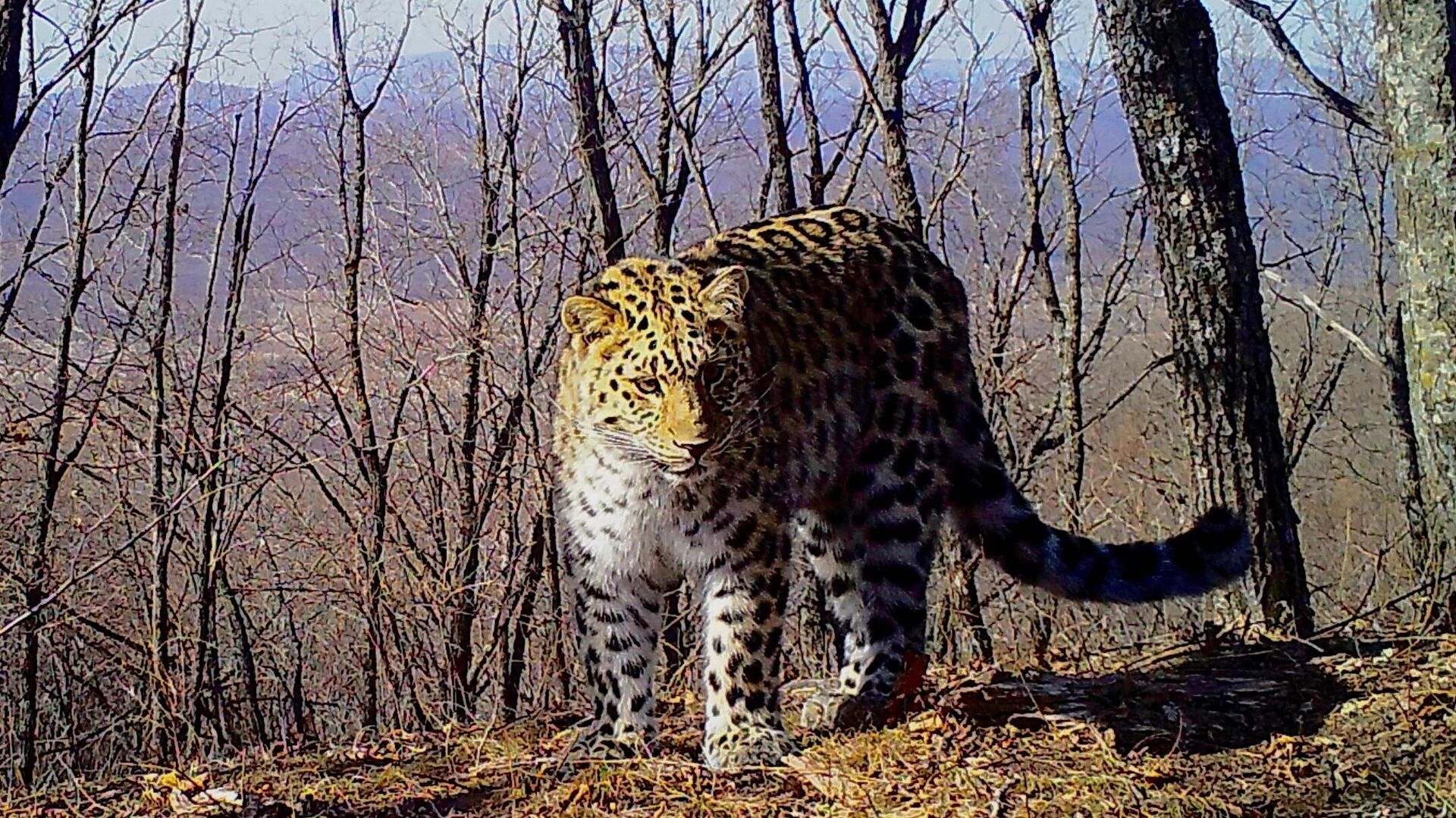 Дальневосточный леопард Мейерхольд из национального парка Земля леопарда - РИА Новости, 1920, 28.11.2023
