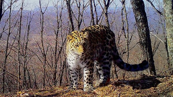 Дальневосточный леопард Мейерхольд из национального парка Земля леопарда
