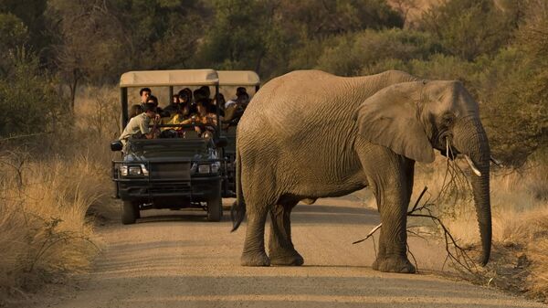 Слон на дороге в Пиланесбергском национальном парке в ЮАР