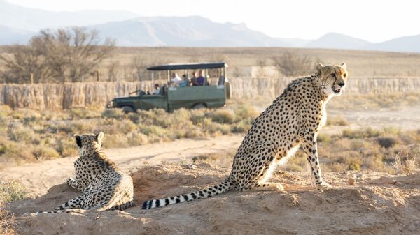 Гепарды в заповеднике в ЮАР