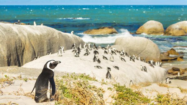 Пингвины на пляже валунов, Боулдерс-Бич, в ЮАР
