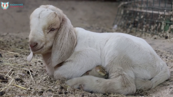 Козленок, родившийся у пары бурских коз Мальвины и Гаврюши в казанском зоопарке