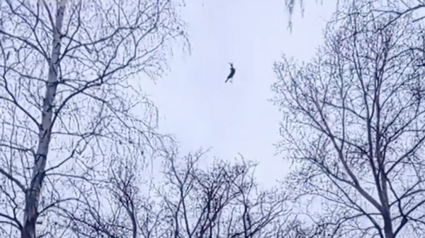 Ворона, запутавшаяся в леске в Уфе