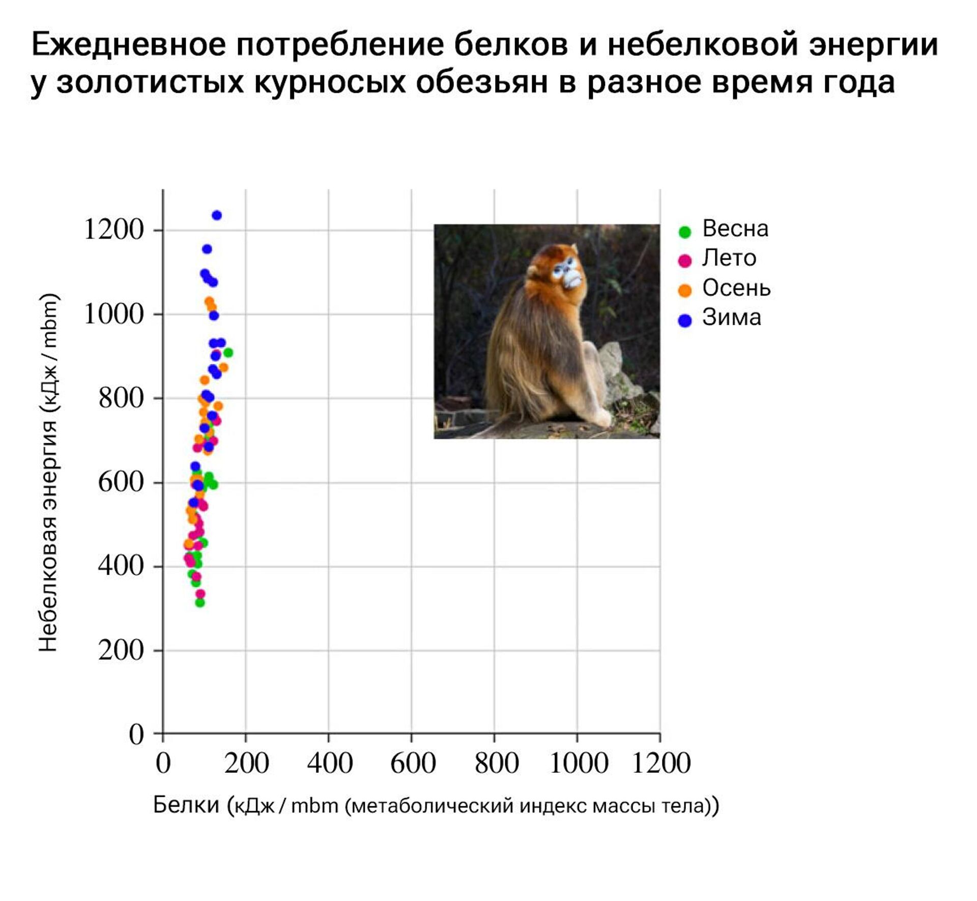 Ежедневное потребление белков и небелковой энергии у золотистых курносых обезьян (Rhinopithecus roxellana) в разное время года - РИА Новости, 1920, 10.11.2023