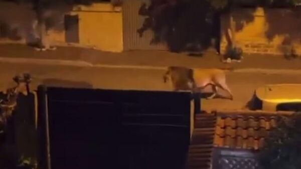 Лев на улице в итальянском городе Ладисполи под Римом. Кадр видео очевидца