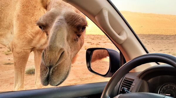 Верблюд заглядывает в салон автомобиля в пустыне Вахиба в Омане 