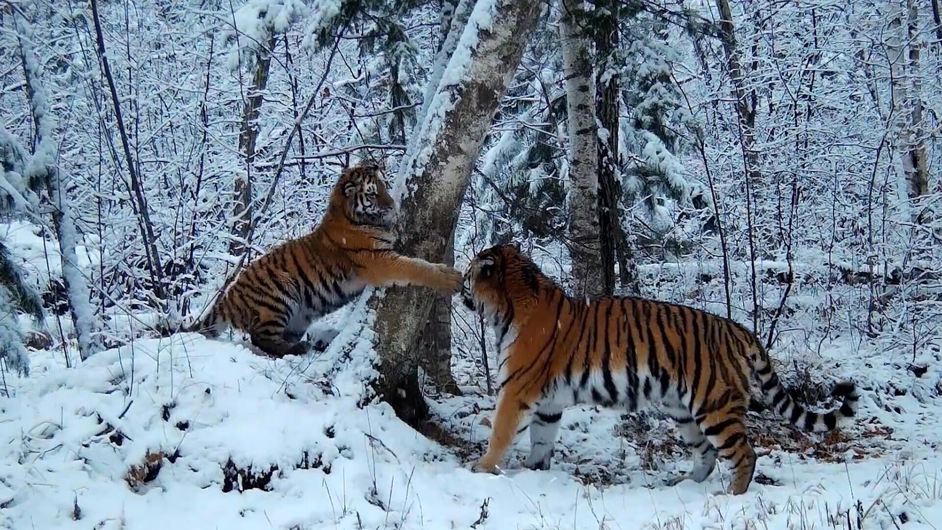 Тигрица Принцесса и ее детеныш на кадрах фотоловушки Сихотэ-Алинского заповедника - РИА Новости, 1920, 14.11.2023