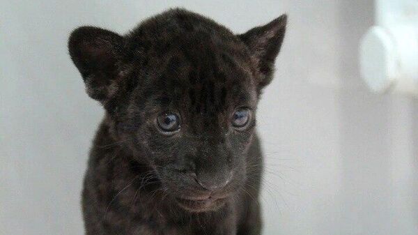 Котенок черного ягуара по кличке Найта в зоопарке Удмуртии