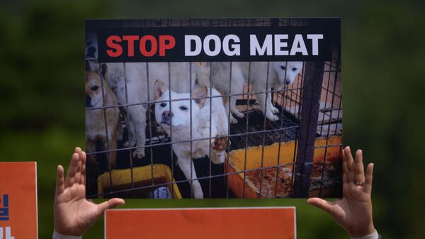 Акция сторонников запрета забоя и продажи мяса собак в Сеуле