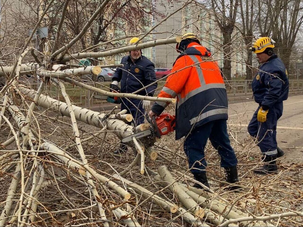 В Красноярске ветер повалил деревья на 50 участках - РИА Новости, 19.11.2023