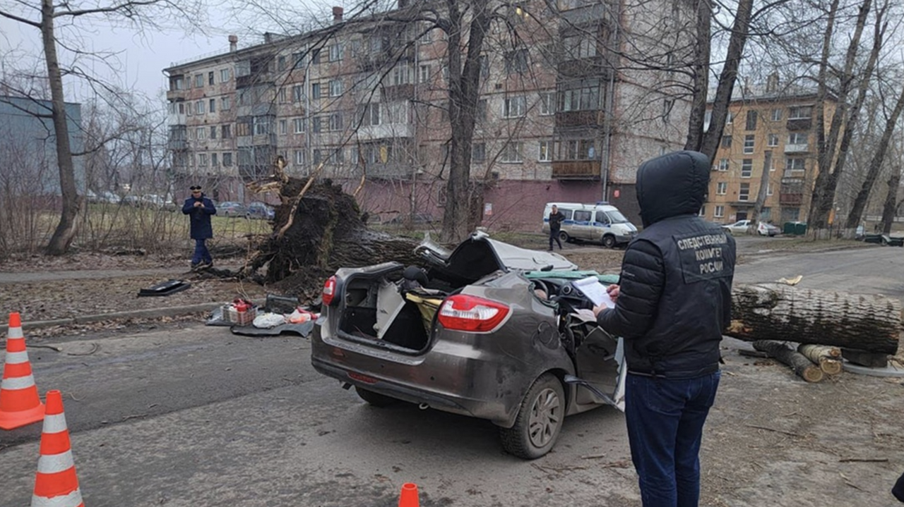 В Новокузнецке из-за падения дерева на машину погибли люди - РИА Новости,  19.11.2023