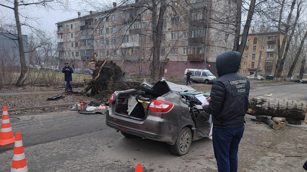 Сотрудник СУ СК РФ на месте падения дерева на автомобиль в Новокузнецке. 19 ноября 2023