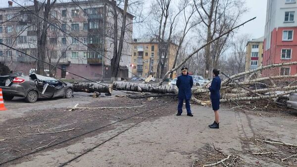 Падение дерева на автомобиль с людьми в результате урагана в Новокузнецке
