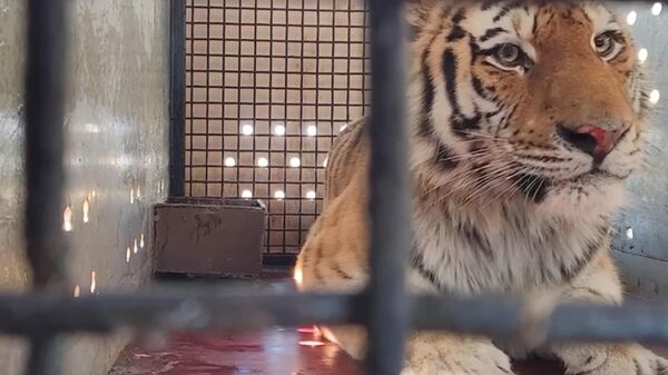 Краснокнижного амурского тигра доставили в Центр воспроизводства редких видов животных Московского зоопарка