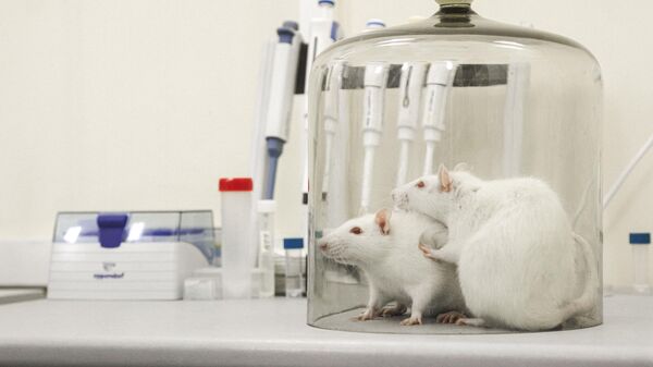 Подопытные крысы в лаборатории