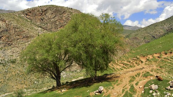 Деревья грецкого ореха в роще Арсланбоб в Джалал-Абадской области, Кыргызстан