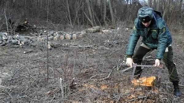Сотрудник Комитета лесного хозяйства Московской области на месте незаконно вырубленных лесных насаждений