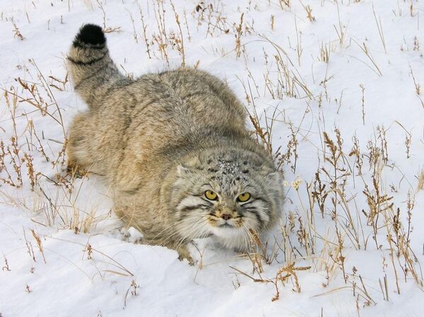 Ролик с зевающим манулом из Новосибирского зоопарка собрал шесть миллионов просм