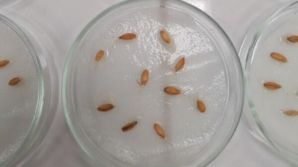 Лабораторный опыт по выращиванию пшеницы