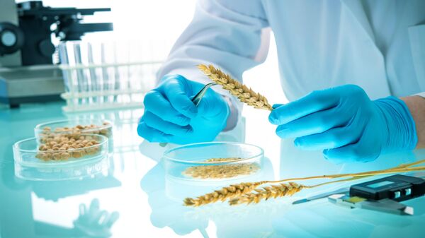 Ученый изучает зерна пшеницы в лаборатории