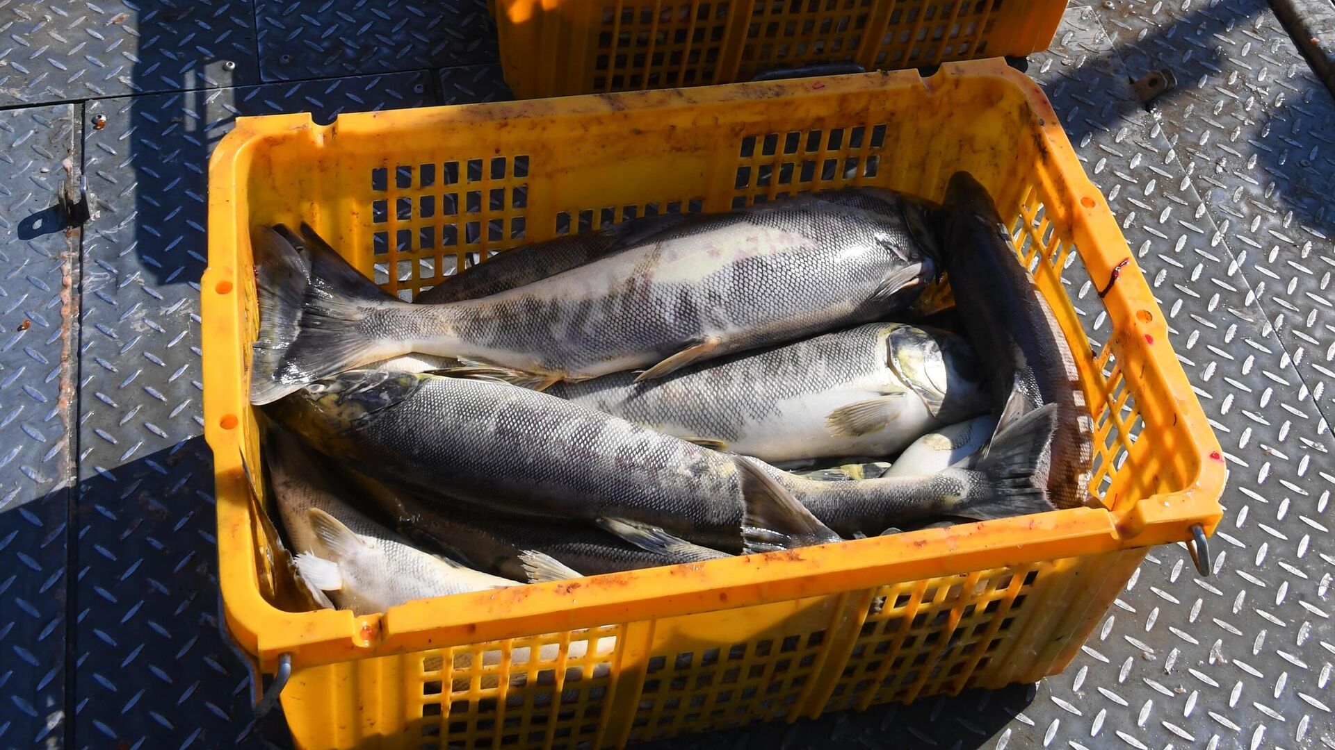 Russia has increased its fishing catch since the beginning of the year