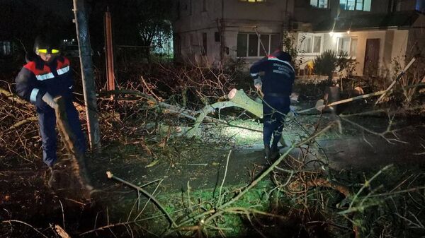 Поваленные штормом деревья в Севастополе