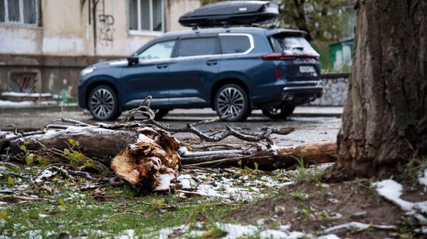 Поваленное дерево после сильного шторма в Симферополе