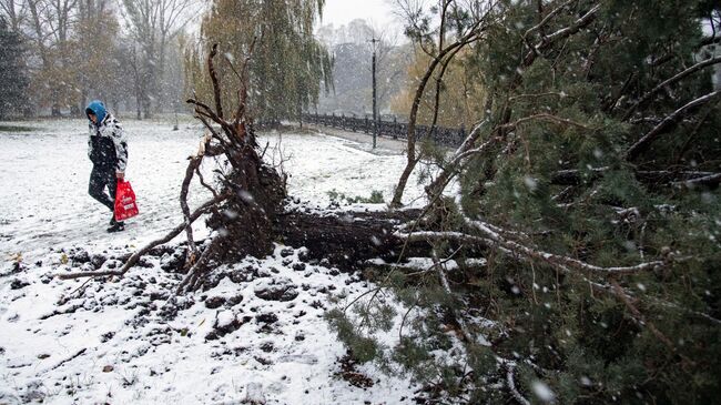 Поваленное дерево в Симферополе