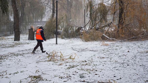 Сотрудник коммунальных служб у поваленного в результате шторма дерева в Симферополе