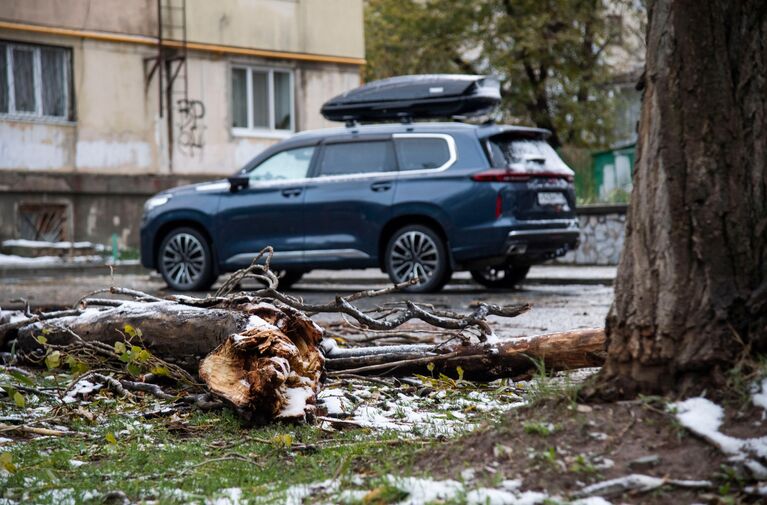 Поваленное дерево в Симферополе