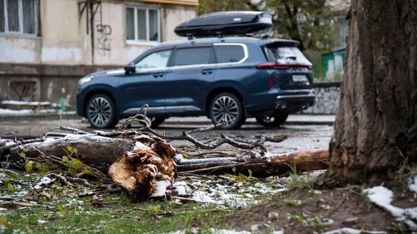 Поваленное дерево в Симферополе