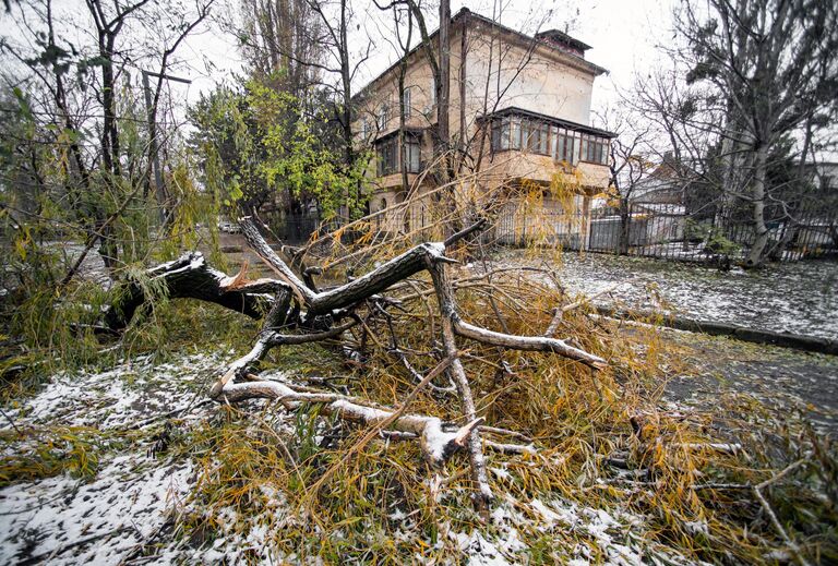 Поваленное дерево в Симферополе