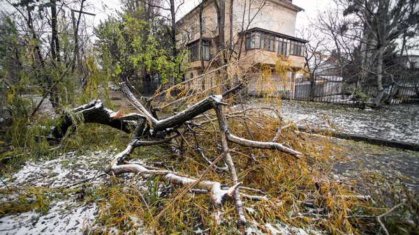 Поваленное дерево в Симферополе