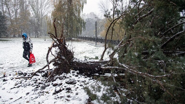 Поваленное дерево в Симферополе