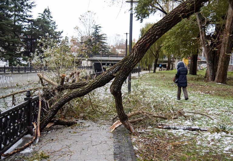 Поваленное дерево в Симферополе