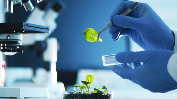 Ученый готовится к исследованию растения под микроскопом 