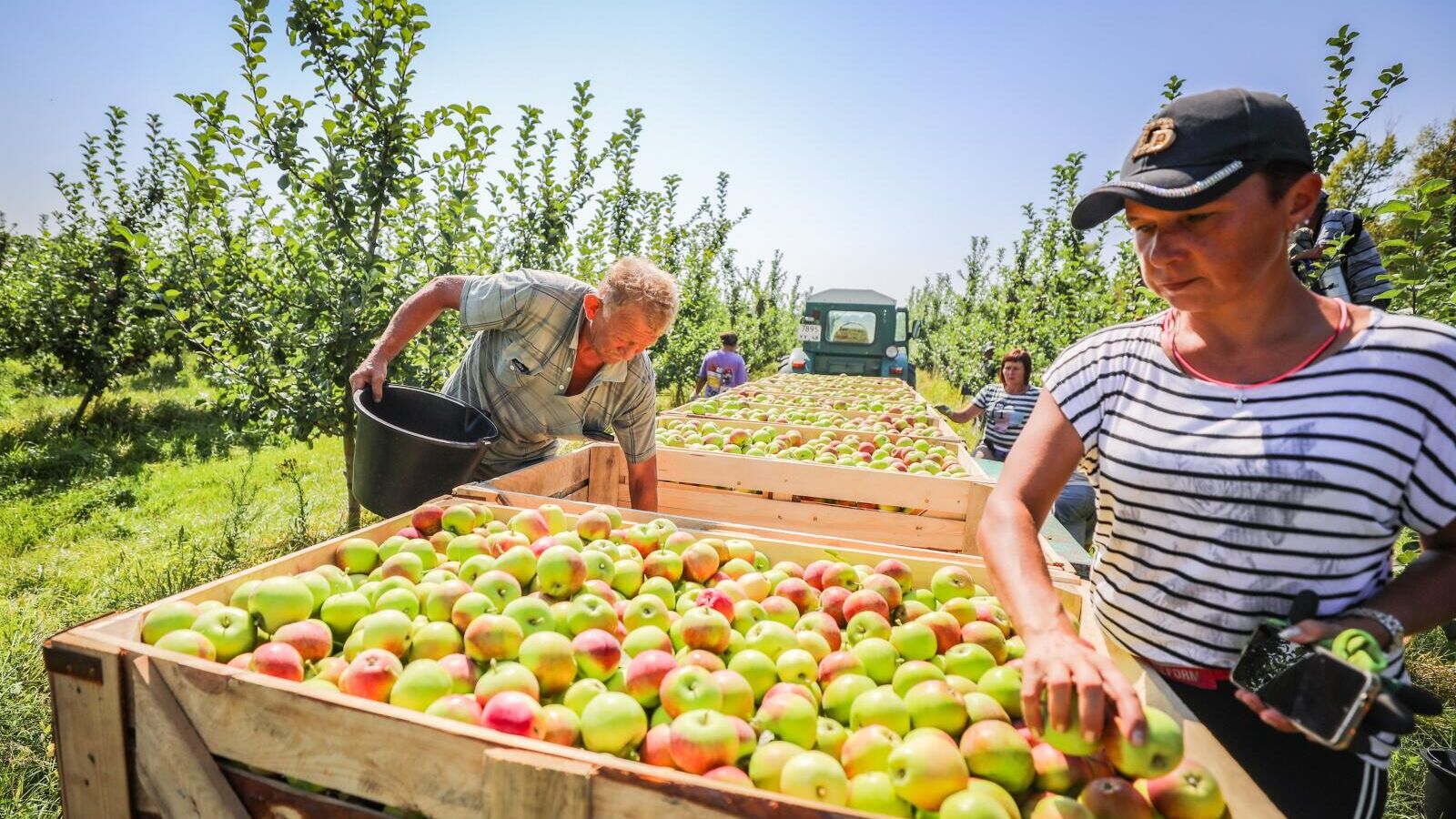 Липецкие садоводы собрали рекордный урожай яблок в этом году - РИА Новости, 1920, 28.11.2023