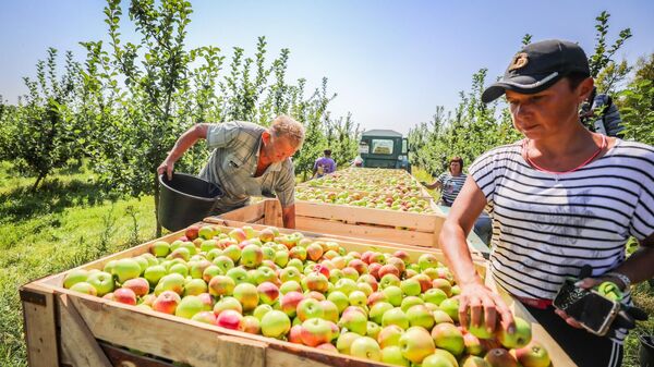 Липецкие садоводы собрали рекордный урожай яблок в этом году