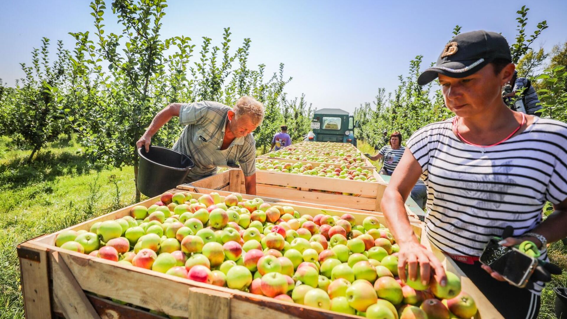 Липецкие садоводы собрали рекордный урожай яблок в этом году - РИА Новости, 1920, 28.11.2023