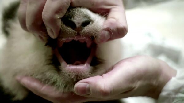 У детеныша большой панды появились первые зубки