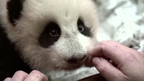 Первые зубы у маленькой панды в Московском зоопарке