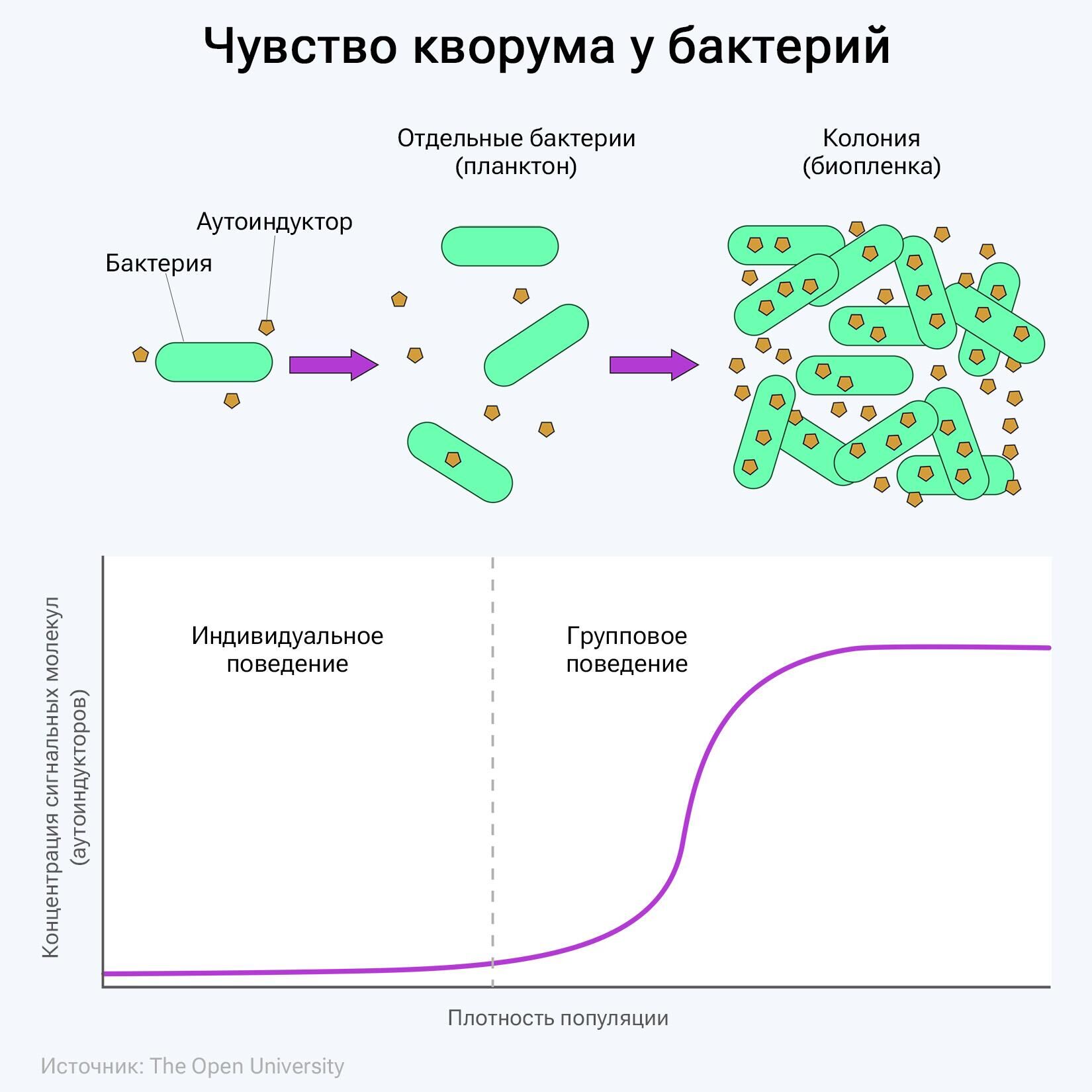 По мере увеличения плотности популяции бактерий в определенный момент резко возрастает высвобождение сигнальных молекул (аутоиндукторов) во внеклеточную среду, что сопровождается изменением поведения с индивидуального (планктонного) на групповое - РИА Новости, 1920, 28.11.2023